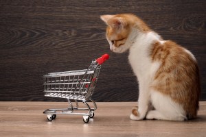 Grocery supermarket trolley and kitten. Concept - pet products, supermarket or Internet service